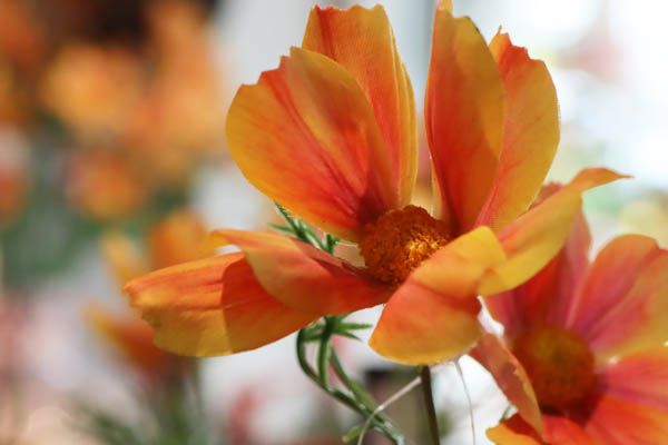 zijde-bloem-kwaliteit zijde-bloem-kwaliteit