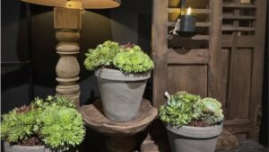 Vetplanten in stenen potten met houten decoratie bij Bloem & zo